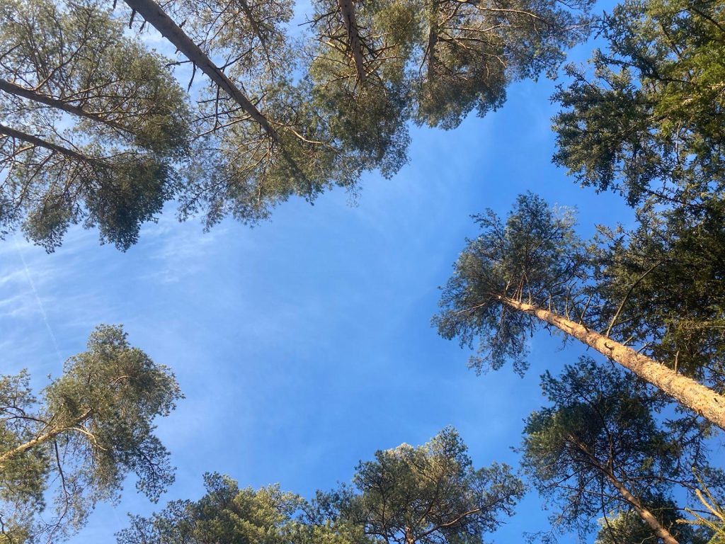 Wald